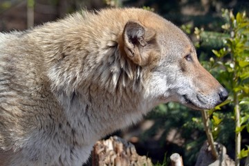 Portrait of a grey wolf in a forest