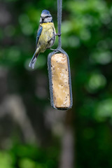 Bluetit (Cyanistes caeruleus) bird taking suet from garden feeder