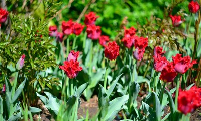 Obraz na płótnie Canvas Red,velvet tulips on the field
