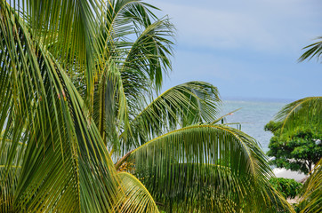 Fototapeta premium Beautiful green Palm trees nearby the ocean. Topical concept