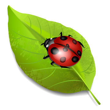 Ladybird image on piece of wood. Vector illustration