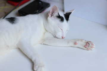 Kitten White cat sleeping on white paper with sunlight