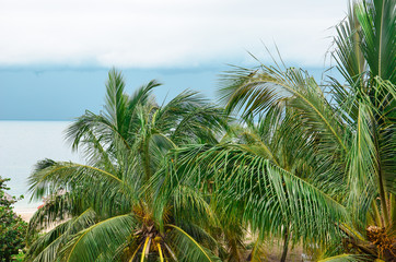 Fototapeta na wymiar Beautiful green Palm trees nearby the ocean. Topical concept