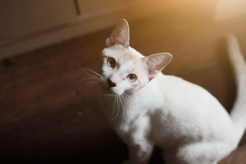 Kitten White cat sitting and enjoy on wood floor with sunlight