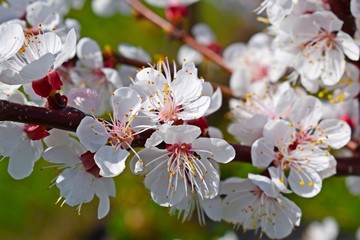 Obraz premium Beautifully blooming apricot tree in spring.Blossoming garden.