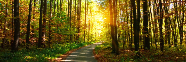 Banner 3:1. Autumn forest with footpath leading into the scene. Sunlight rays through the autumn tree branches. Copy space