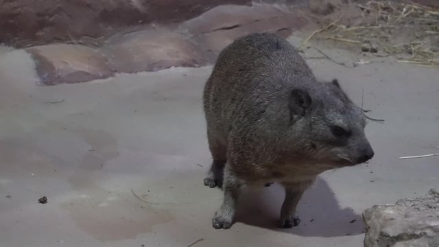 The rock hyrax (Procavia capensis): a medium-sized terrestrial mammal native to Africa and the Middle East included in the IUCN Red List of Threatened Species. 