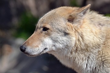 Gray wolf bright sunny day