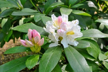Blossoming white branch of rhododendron in spring. Close-up view of a shrub with flowering white rhododendron flowers. Cunningham's White Rhododendron