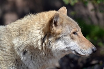 Gray wolf sunny spring day