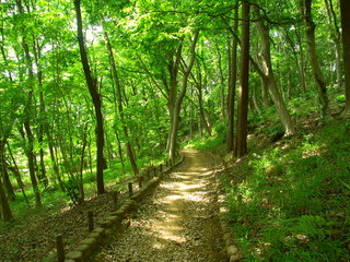 Obraz premium 木漏れ日の新緑の林風景