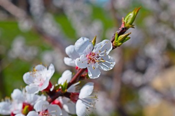 Beautifully blooming apricot tree in spring.Blossoming garden.