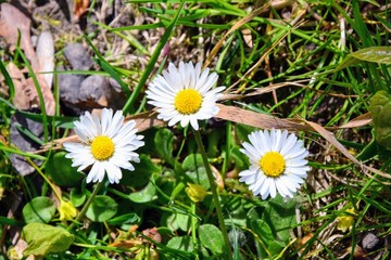 Bellis annua, the annual daisy, plant species in the genus Bellis. Beautiful wild daisy flowers in the garden. Bellis is a genus of flowering plants in the sunflower. 
