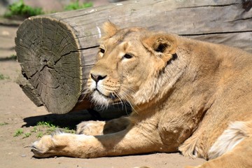 Portrait of an adult lioness