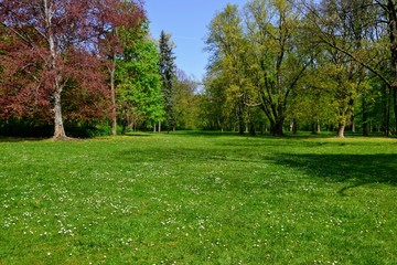 Empty spring meadow in the park, full of daisies. Beautiful spring landscape of flowering meadows and bright blue sky