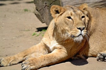 Portrait of the big lioness
