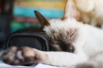 Siamese Cat relax and sleeping on the table near window with sunlight.