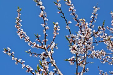Beautifully blooming apricot tree in spring.Branches against the blue sky.