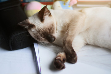 Siamese Cat relax and sleeping on the table near window with sunlight.