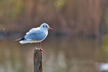 とまっているカモメ