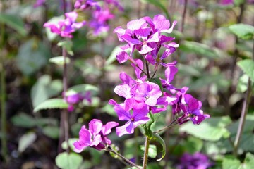 Lunaria annua, called honesty or annual honesty blosooming flowers. Violet, purple flowers, floral background