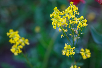 Yellow flowers in spring