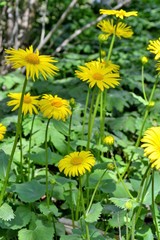 Doronicum orientale Hoffm. (Leopard's Bane) - plant species in the sunflower family (Asteraceae). Yellow flower heads