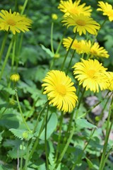 Doronicum orientale Hoffm. (Leopard's Bane) - plant species in the sunflower family (Asteraceae). Yellow flower heads
