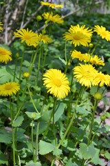 Doronicum orientale Hoffm. (Leopard's Bane) - plant species in the sunflower family (Asteraceae). Yellow flower heads