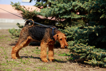 Dog breed Lakeland Terrier