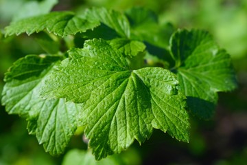 Young black currant leaves in spring.Bushes in the garden.