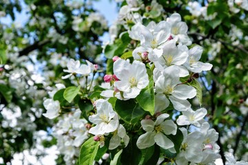 Close up of blooming apple branch at spring garden. Beautiful blooming apple flowers with green leaves in the rays of sunlight.