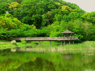 Fototapeta na wymiar 池のある新緑の朝の21世紀の森と広場風景
