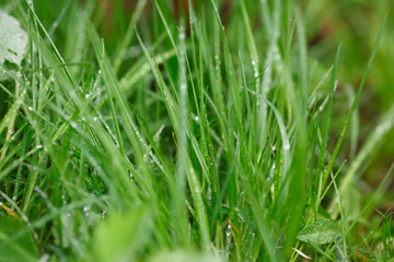 Green plants in the rain