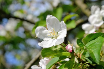 Close up of blooming apple branch at spring garden. Beautiful blooming apple flowers with green leaves in the rays of sunlight.