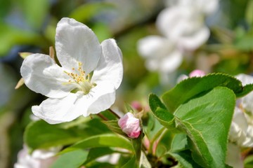 Close up of blooming apple branch at spring garden. Beautiful blooming apple flowers with green leaves in the rays of sunlight.