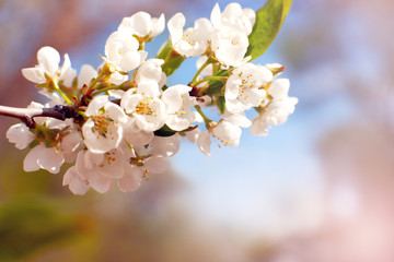 Flowers of apple against the sky. Macro. Flowering branch of apple tree in spring on under the sun rays. Apple flowers in soft light.