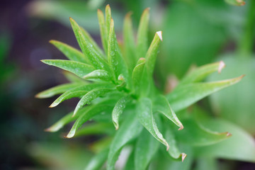 Green plants in the rain