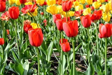Fototapeta premium Flowers, red and yellow tulips in full bloom in the spring garden. Natural floral background. Tulipa - genus of spring-blooming perennial herbaceous bulbiferous geophytes 
