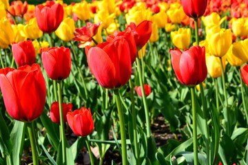 Obraz premium Flowers, red and yellow tulips in full bloom in the spring garden. Natural floral background. Tulipa - genus of spring-blooming perennial herbaceous bulbiferous geophytes 