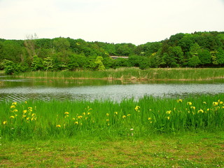黄菖蒲咲く朝の公園の池畔風景