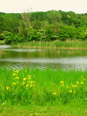 黄菖蒲咲く午後の公園の池畔風景