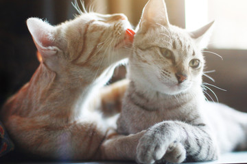 Cute orange cat and grey striped cat enjoy and sleeping on the table