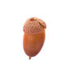 Ripe acorns isolated on a white background