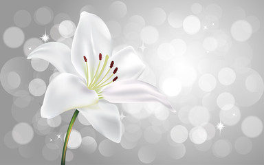 white lilly flower on the silver light abstarct background - obrazy, fototapety, plakaty