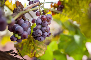 Bunches of black grapes on vine.