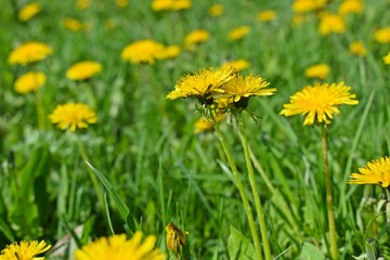 Fototapeta premium Beautiful dandelions on the green grass.Spring meadow.