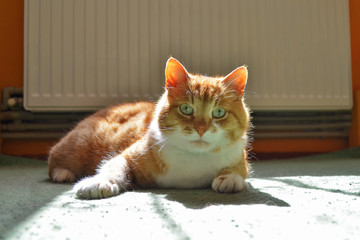 Red cat lying on a green carpet on a spot of sunlight, ready to play