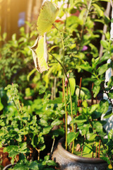 Fresh lotus blossom or water lily flower blooming on pond in natural of garden background