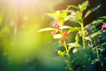 Beautiful red flowers with sunlight in nature background